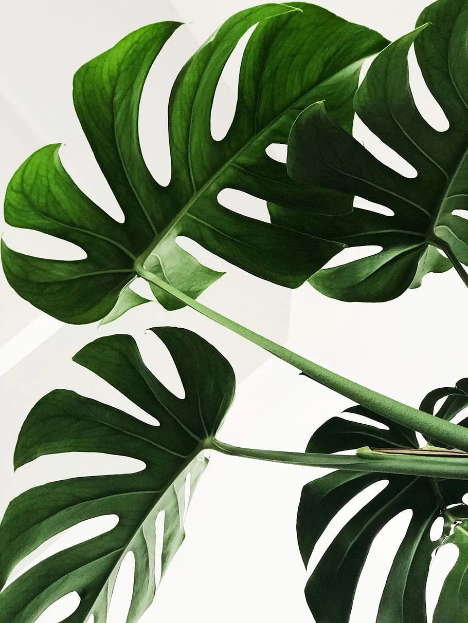 Potworna Monstera?