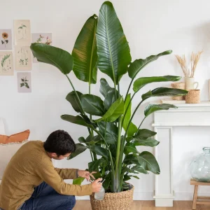 Strelitzia nicolai - Biały rajski ptak od Tropicale