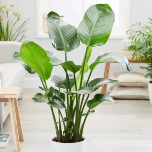 Strelitzia nicolai - Biały rajski ptak od Tropicale