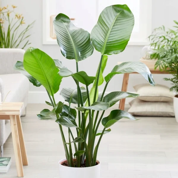 Strelitzia nicolai (Biały rajski ptak)