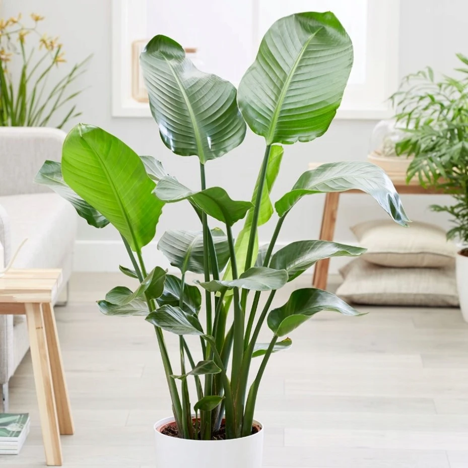 Strelitzia nicolai - Biały rajski ptak od Tropicale