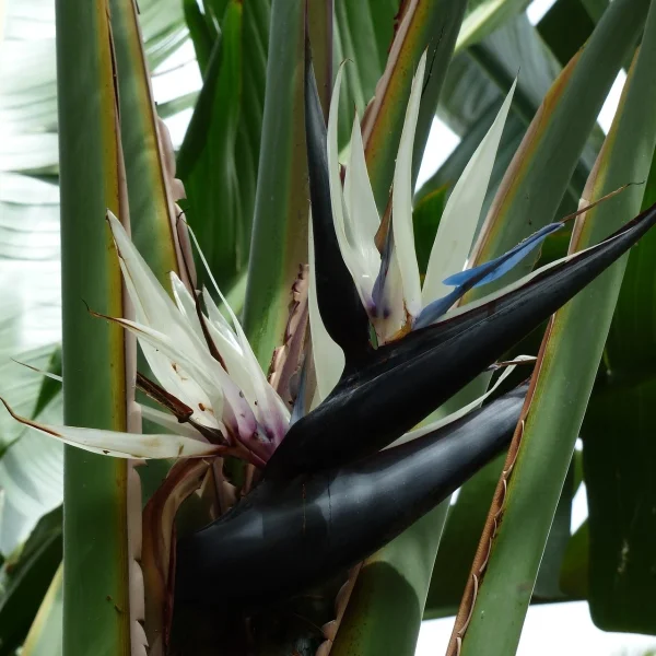 Strelitzia nicolai (Biały rajski ptak)