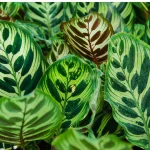 Calathea makoyana
