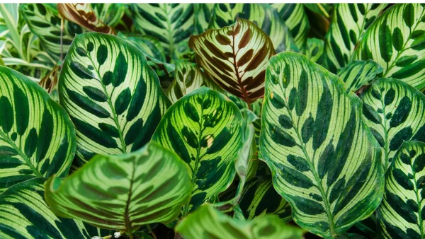 Calathea makoyana