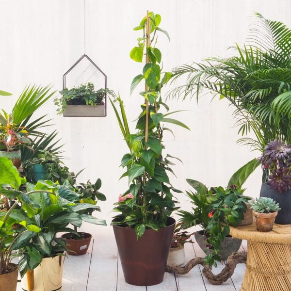 Epipremnum pinnatum 'Aureum'
