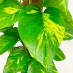 Epipremnum pinnatum 'Aureum’