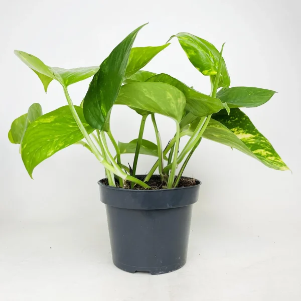 Epipremnum pinnatum 'Aureum'