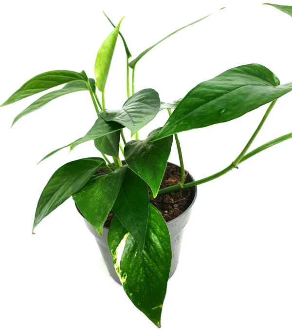 Epipremnum pinnatum 'Aureum'