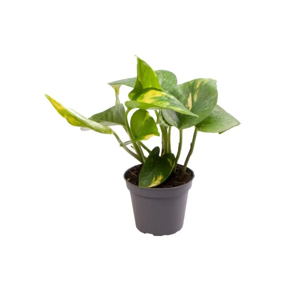 Epipremnum pinnatum 'Aureum'