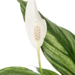 Spathiphyllum Silver Cupido