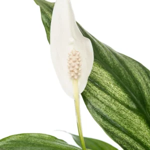 Spathiphyllum SILVER CUPIDO Tropicale sklep internetowy z roślinami doniczkowymi