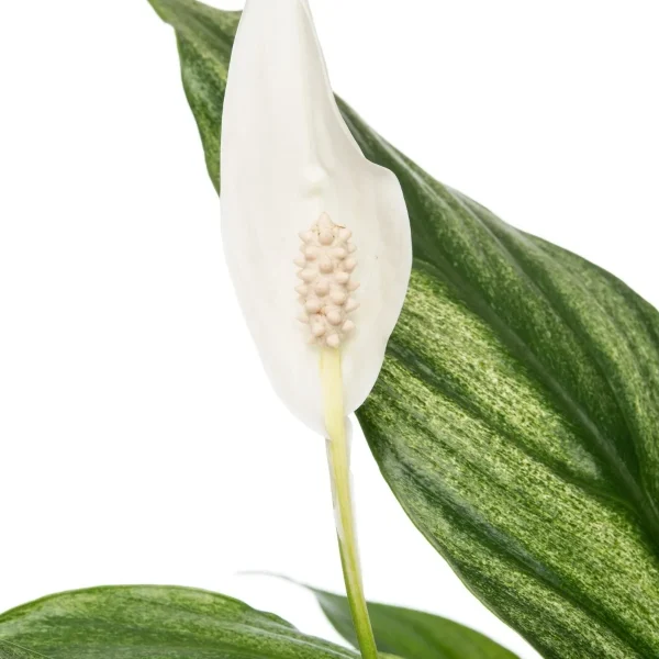 Spathiphyllum Silver Cupido