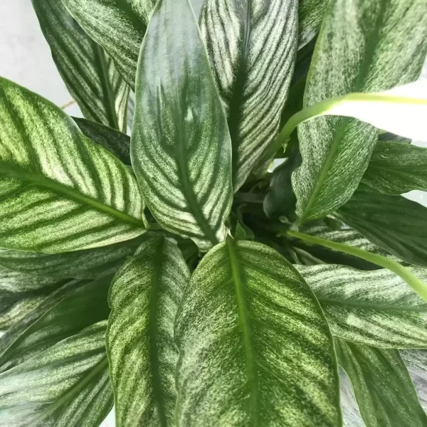 Spathiphyllum Silver Cupido