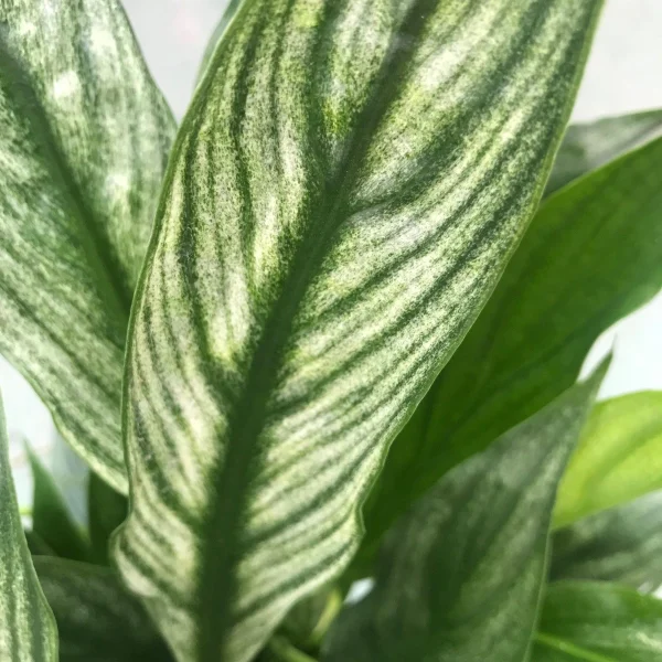 Spathiphyllum Silver Cupido