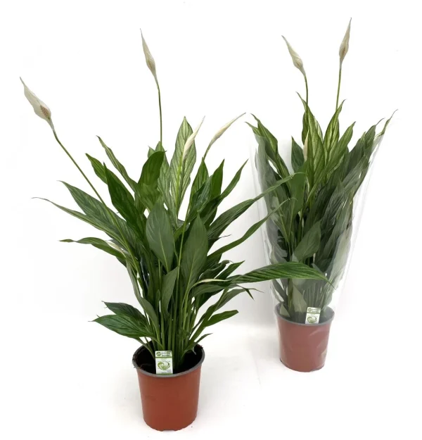 Spathiphyllum Silver Cupido