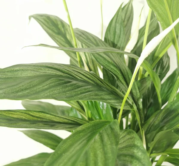Spathiphyllum Silver Cupido
