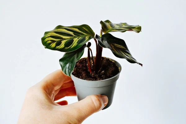 Calathea makoyana