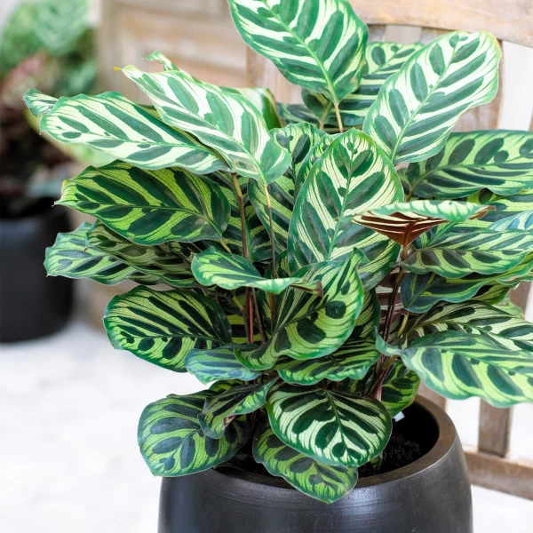 Calathea makoyana
