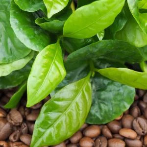 Nasiona Coffea arabica - Kawa arabska od Tropicale.pl