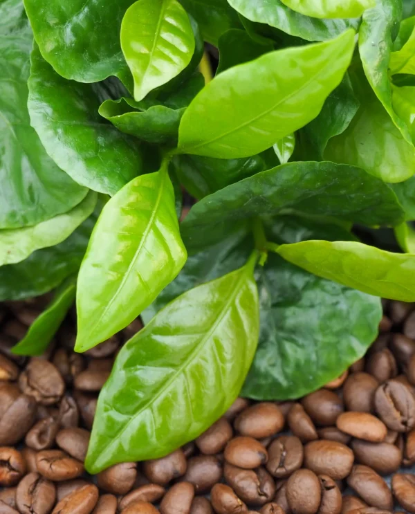 Nasiona Coffea arabica (Kawa arabska)