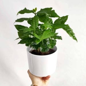 Coffea arabica - Kawa arabska od tropicale.pl