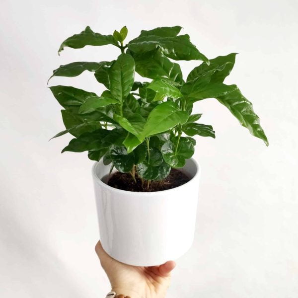 Nasiona Coffea arabica (Kawa arabska)