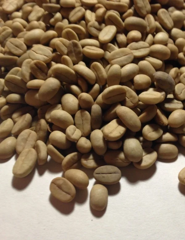 Nasiona Coffea arabica (Kawa arabska)