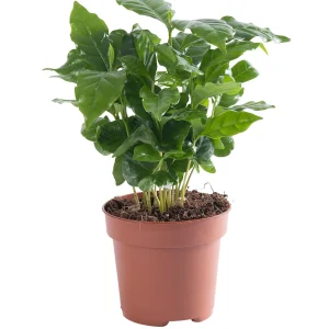 Coffea arabica - Kawa arabska od tropicale.pl