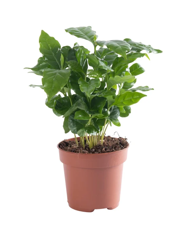 Coffea arabica (Kawa arabska)