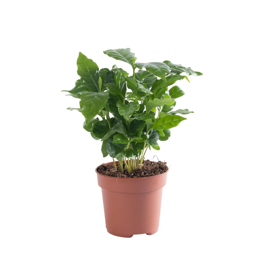 Coffea arabica - Kawa arabska od tropicale.pl