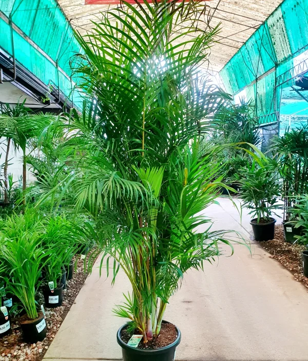 Dypsis lutescens (Palma Areka areca)