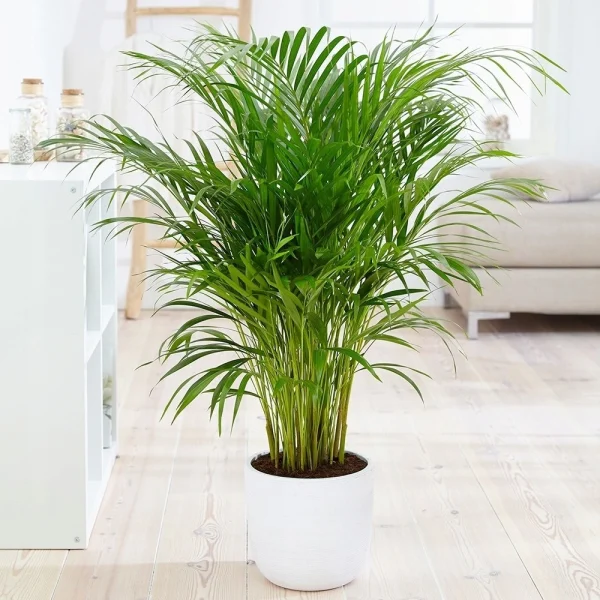Dypsis lutescens (Palma Areka areca)