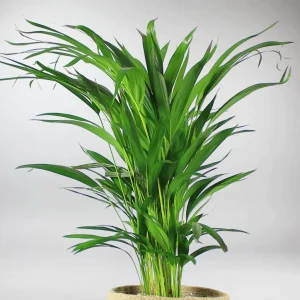Dypsis lutescens (Palma Areka areca)