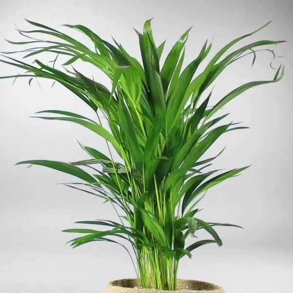 Dypsis lutescens (Palma Areka areca)