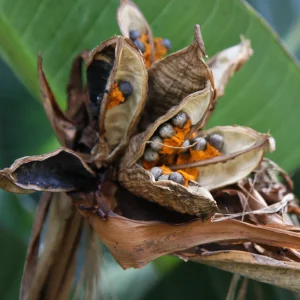 Nasiona Strelitzia nicolai od tropicale.pl