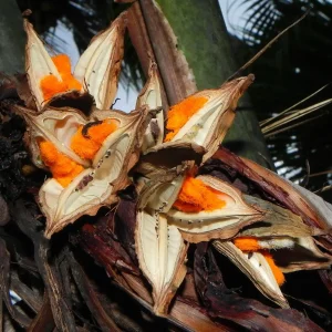Nasiona Strelitzia nicolai od tropicale.pl