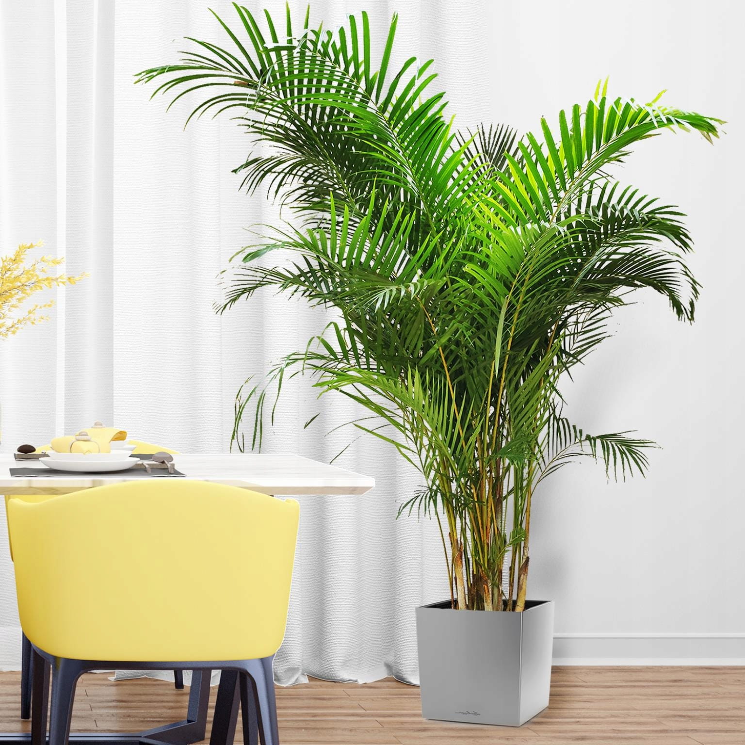 Palma Areka w rozmiarze XXXL o wysokości około 220 cm, dostarczana w donicy około 40 cm średnicy
