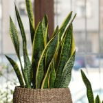 Sansevieria trifasciata Laurentii