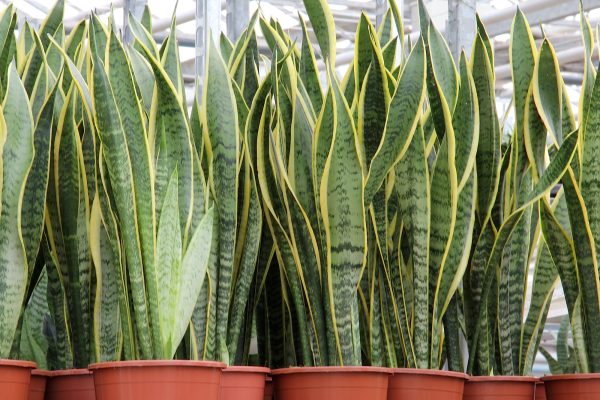 Sansevieria trifasciata Laurentii