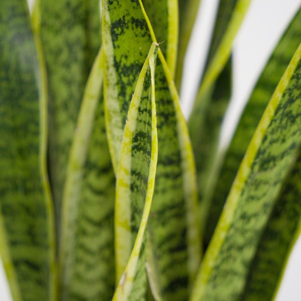 Sansevieria trifasciata Laurentii