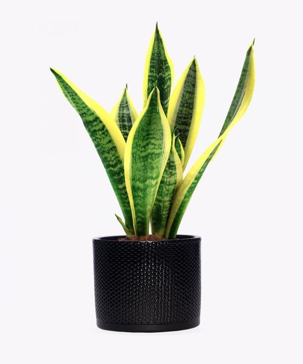 Sansevieria trifasciata Laurentii