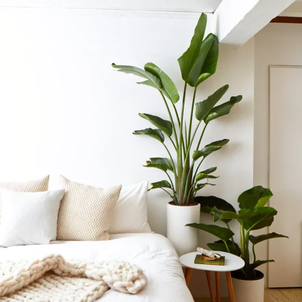 Strelitzia reginae 'Humilis' (Strelicja królewska)