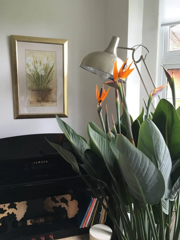 Strelitzia reginae 'Humilis' (Strelicja królewska)