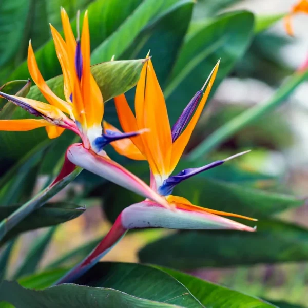 Strelitzia reginae 'Humilis' (Strelicja królewska)