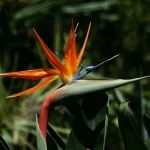 Strelitzia reginae 'Humilis’ (Strelicja królewska)
