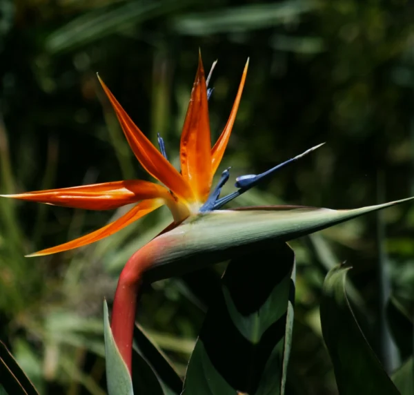 Strelitzia reginae 'Humilis' (Strelicja królewska)