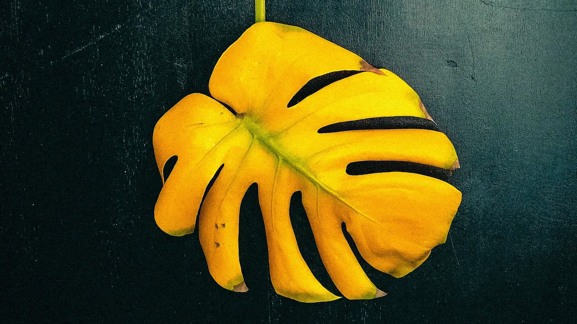 Żółte liście Monstera deliciosa