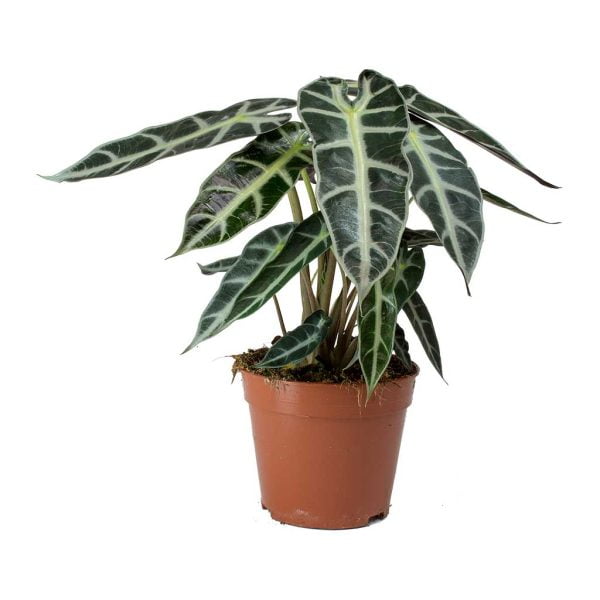 Alocasia Bambino Curly