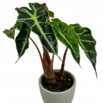 Alocasia Bambino Curly