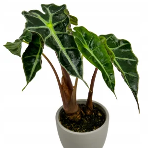 Alocasia BAMBINO CURLY od tropicale.pl